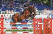 Potro Cheval de Selle Italien En venta 2025 Bayo moreno por CASALITO