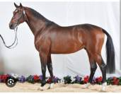 Potro Cheval de Selle Italien En venta 2025 Bayo moreno por CASALITO