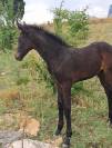Potro Cheval de Selle Italien En venta 2025 Bayo moreno por CASALITO