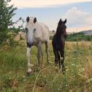Potro Cheval de Selle Italien En venta 2025 Bayo moreno por CASALITO