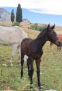 Potro Cheval de Selle Italien En venta 2025 Bayo moreno por CASALITO