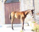 Poulain Cheval de Selle Italien A vendre 2025 Bai brun par CASALITO