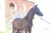 Poulain Cheval de Selle Italien A vendre 2025 Bai brun par CASALITO