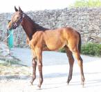 Poulain Cheval de Selle Italien A vendre 2025 Bai brun par CASALITO
