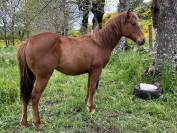 Poulain quarter horse pp