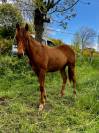 Poulain quarter horse pp