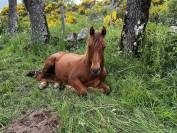 Poulain quarter horse pp
