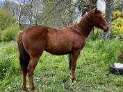 Poulain quarter horse pp