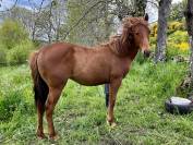 Poulain quarter horse pp