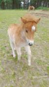Poulain shetland pp 