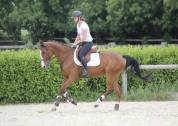 Belle jument 5 ans, super qualitée