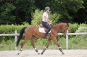 Belle jument 5 ans, super qualitée