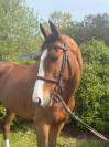 Belle jument 5 ans, super qualitée