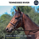 Caballo castrado Pura Sangre En venta 2021 Bayo por stormy river