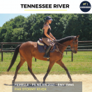 Caballo castrado Pura Sangre En venta 2021 Bayo por stormy river