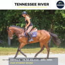 Caballo castrado Pura Sangre En venta 2021 Bayo por stormy river