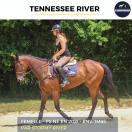 Caballo castrado Pura Sangre En venta 2021 Bayo por stormy river