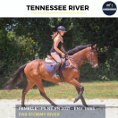 Caballo castrado Pura Sangre En venta 2021 Bayo por stormy river