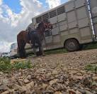 Poulain trait Ardennais PP