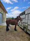 Poulain trait Ardennais PP