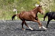 Yegua Silla Francés En venta 2022 Alazán por papillon de l'odyssee
