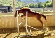 Yegua Silla Francés En venta 2022 Alazán por papillon de l'odyssee