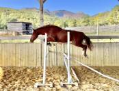 Jument SF CSO Top amateur