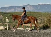 Jument SF CSO Top amateur