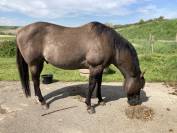Étalon QH grullo 