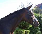 FURSTINA - Westphalienne 2019