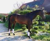 FURSTINA - Westphalienne 2019