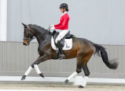 FURSTINA - Westphalienne 2019