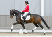 FURSTINA - Westphalienne 2019