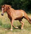 Trotteur Français hongre de 6 ans – 1m70 