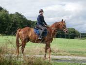 Trotteur Français hongre de 6 ans – 1m70 