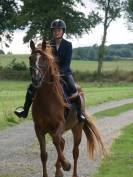Trotteur Français hongre de 6 ans – 1m70 
