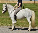 Chic ponette C