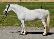 Chic ponette C
