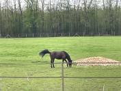 Longère idéal si vous voulez vos chevaux à la maison.