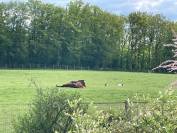 Longère idéal si vous voulez vos chevaux à la maison.