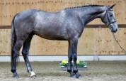 Superbe hongre de 4 ans