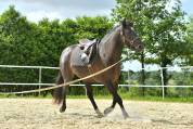 Jument lusitanien x ONCP 