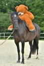 Jument lusitanien x ONCP 