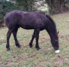 POULICHE GYPSIAN FRISON/IRISH COB
