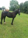 POULICHE GYPSIAN FRISON/IRISH COB