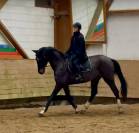Sublime hongre bai brun foncé de 6 ans 1m70