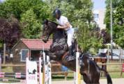 Sublime hongre bai brun foncé de 6 ans 1m70