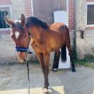 Selle français 2 ans 