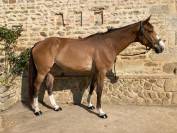 À VENDRE – GYPSY DU CHESNEE Jument de concours 9ans 