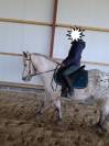 Poney hongre 